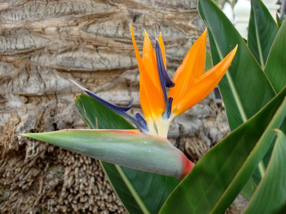 Jardin H10 Las Palmeras