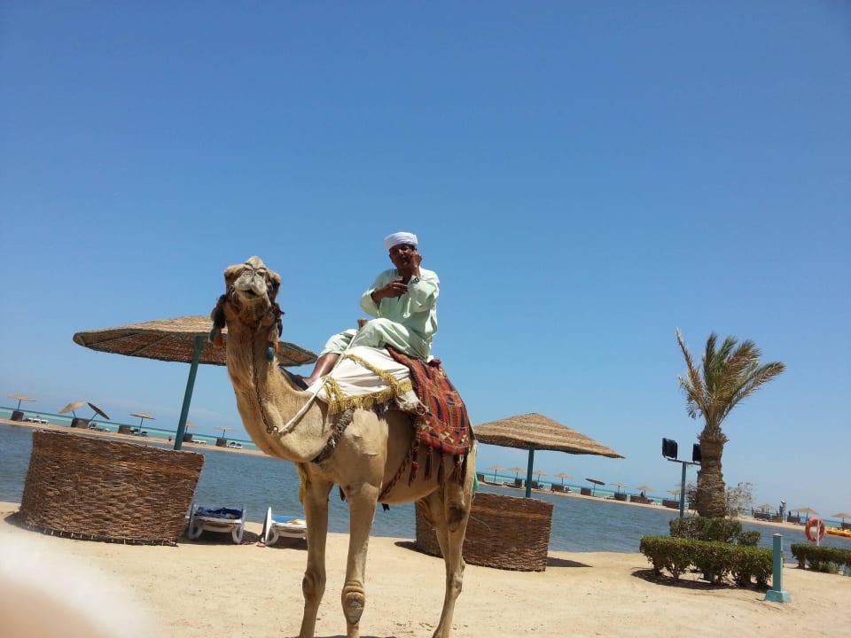 1 Kamel Stärke mit I Phone Mövenpick Resort & Spa El Gouna