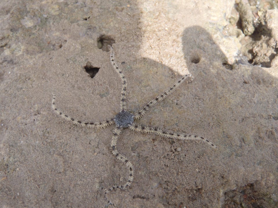 Seesetern Jaz Makadi Oasis Resort