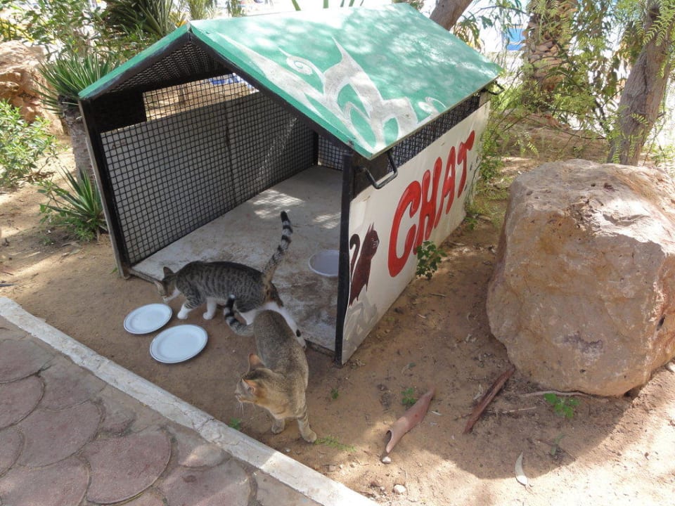 Futterplatz für Hotelkatzen Royal Karthago Djerba