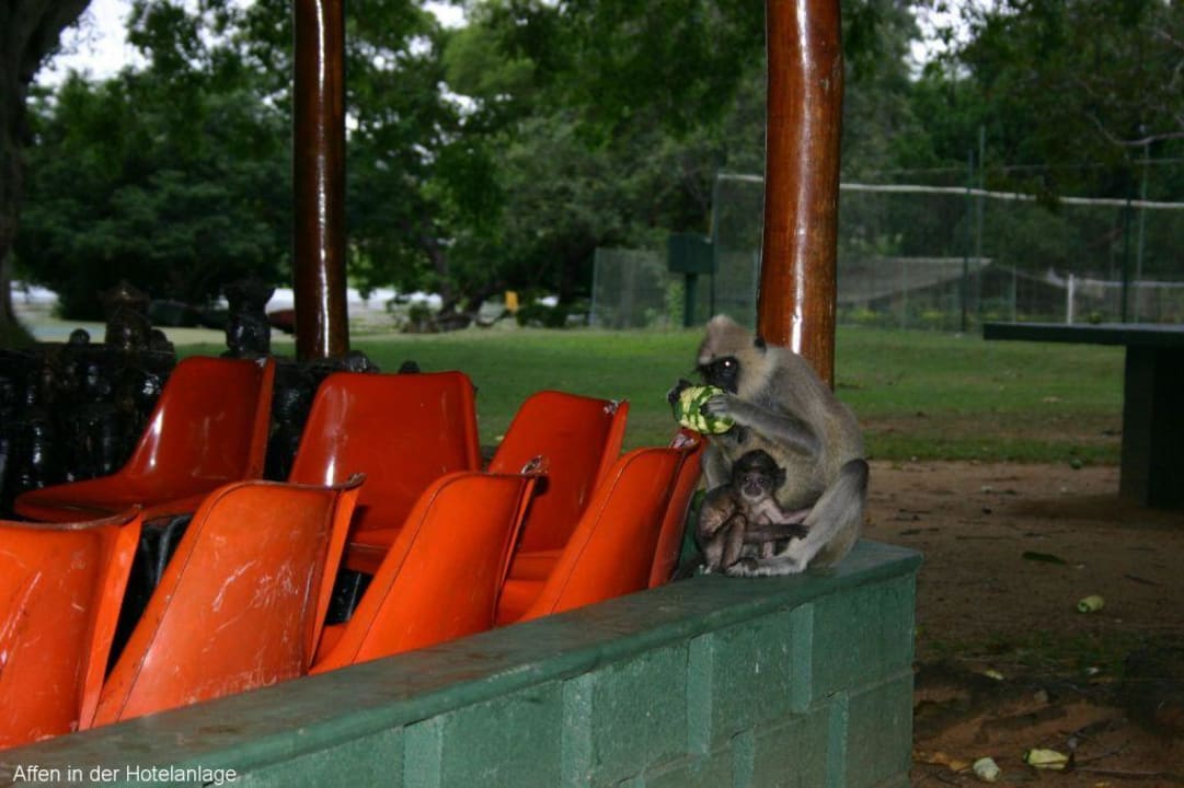 Hotelanlage mit Affen Habarana Village by Cinnamon