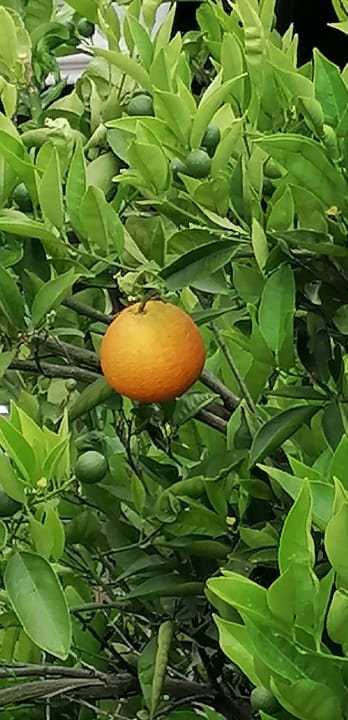 Gartenanlage Seher Kumköy Star Resort & Spa