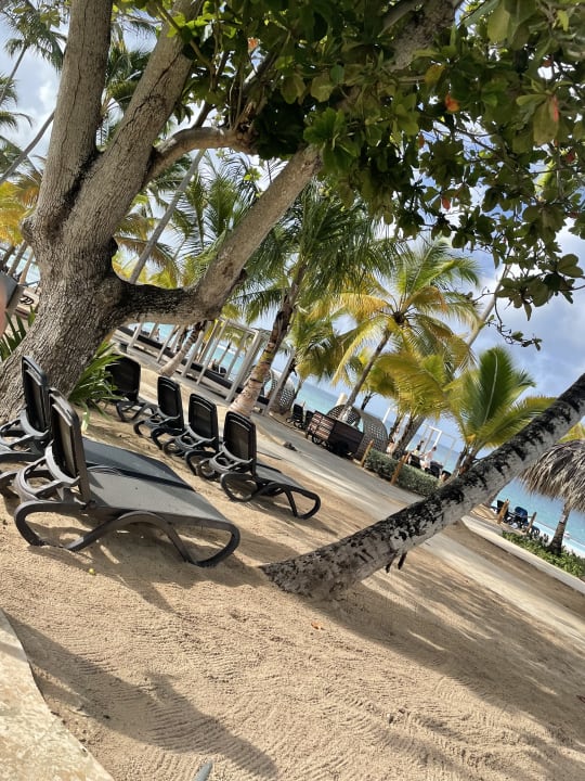 Gartenanlage Hotel Viva Dominicus Beach by Wyndham - All Inclusive Resort