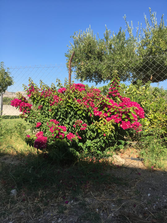 Gartenanlage Atlantica Mikri Poli Rhodes