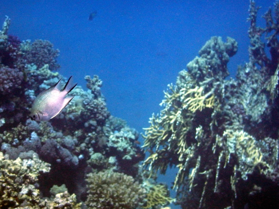 Am Hausriff Cleopatra Luxury Resort Makadi Bay