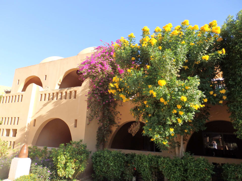 Blüte im November, gut für die Augen und die Seele. Makadi Palace