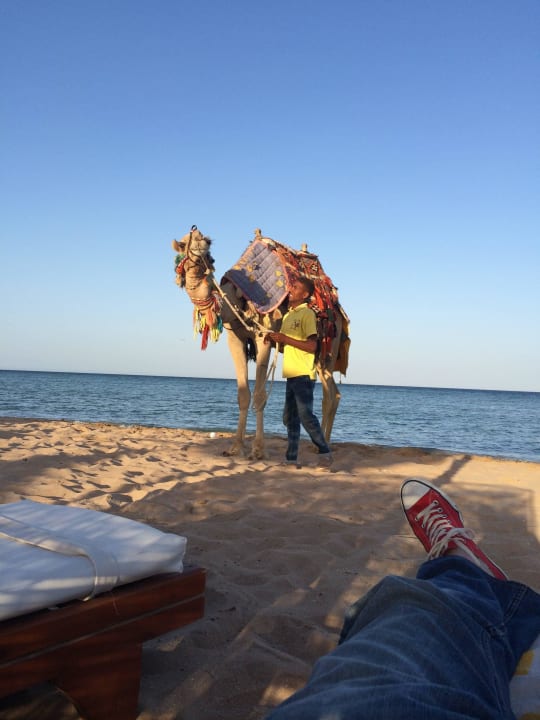 Kamel am Hotel-Strand Imperial Shams Abu Soma