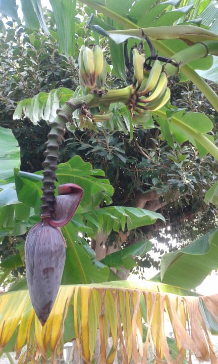 Gartenanlage Irene Palace Beach Resort Club alltoura