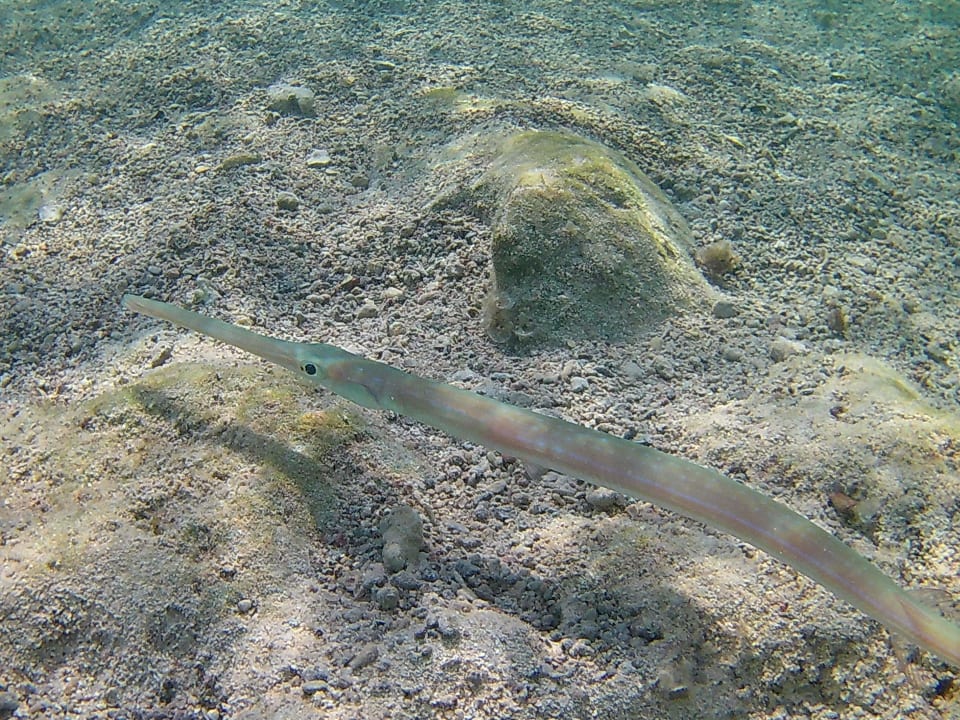 Strand Three Corners Sea Beach Resort