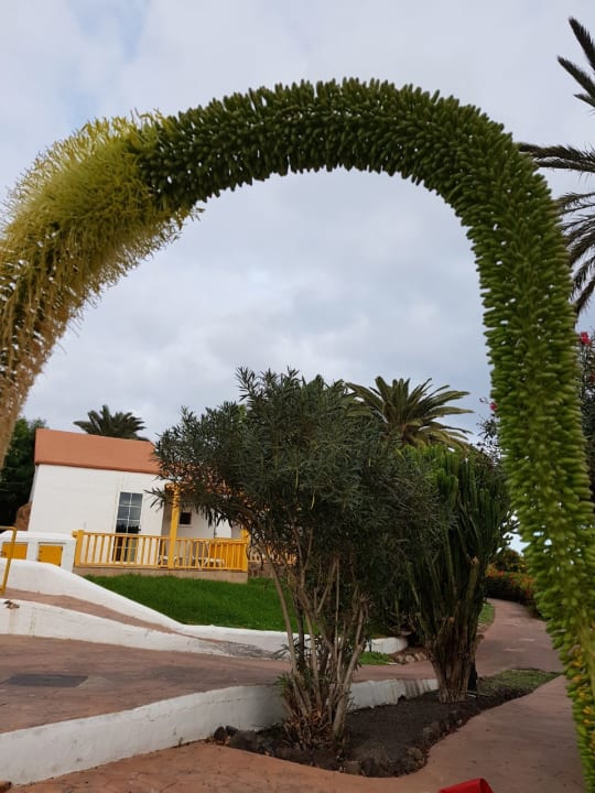 Gartenanlage Aldiana Club Fuerteventura