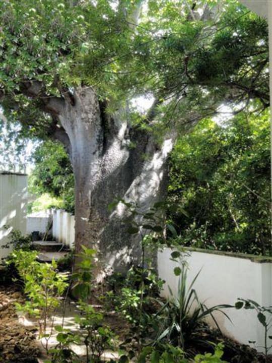 Affenbrotbaum - Baobab Hotel Diani Sea Lodge