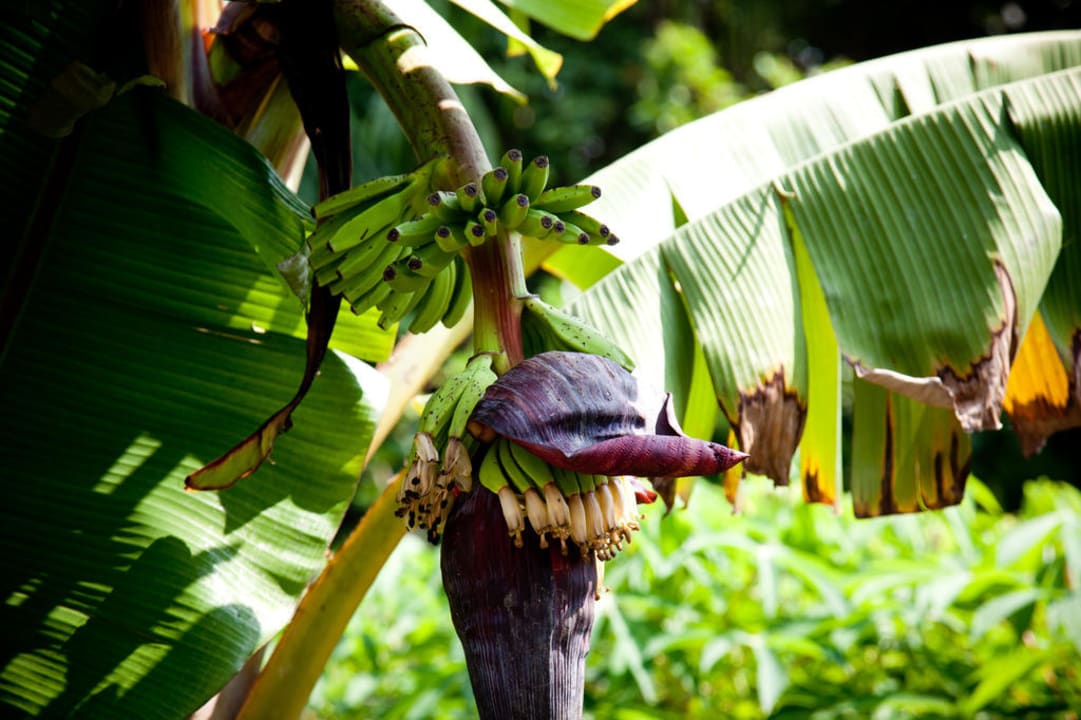Bananen aus dem eigenen Garten Kuredu Island Resort & Spa