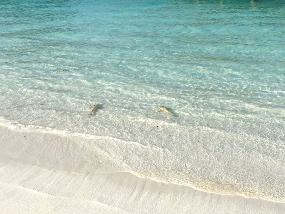 Strand Meeru Maldives Resort Island