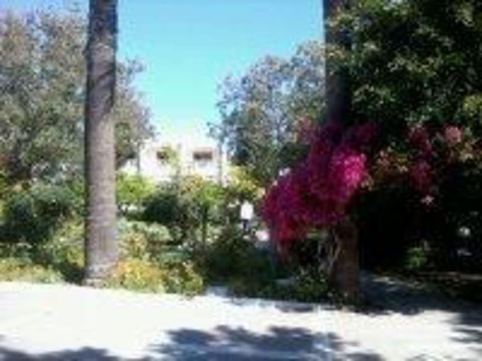 Blumen und mehr The Orangers Beach Resort and Bungalows