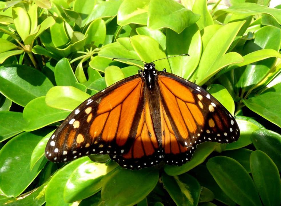 Schmetterling Hotel Cordial Mogán Playa