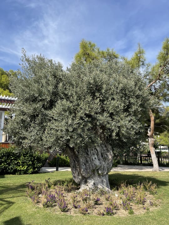 Gartenanlage Rixos Premium Tekirova