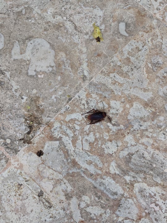 Gartenanlage Hotel Viva Dominicus Beach by Wyndham - All Inclusive Resort