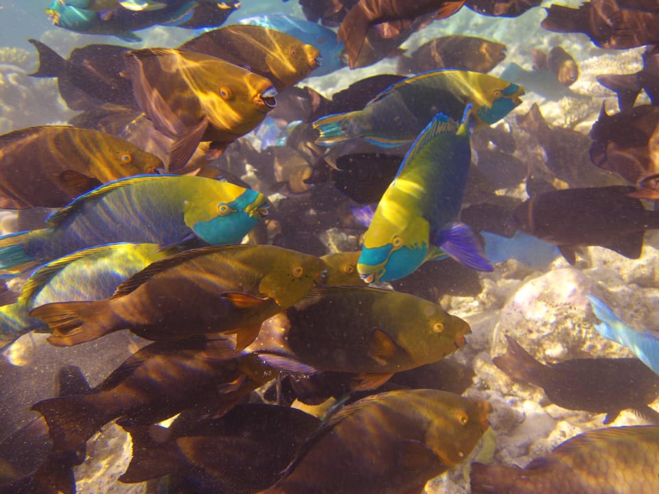Papageifische bei der Arbeit Diamonds Thudufushi