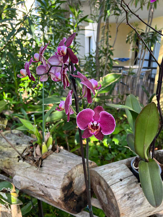 Gartenanlage The Residence Porto Mare - PortoBay
