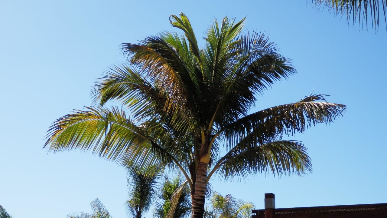 Palme im Poolbereich Bull Dorado Beach & Spa