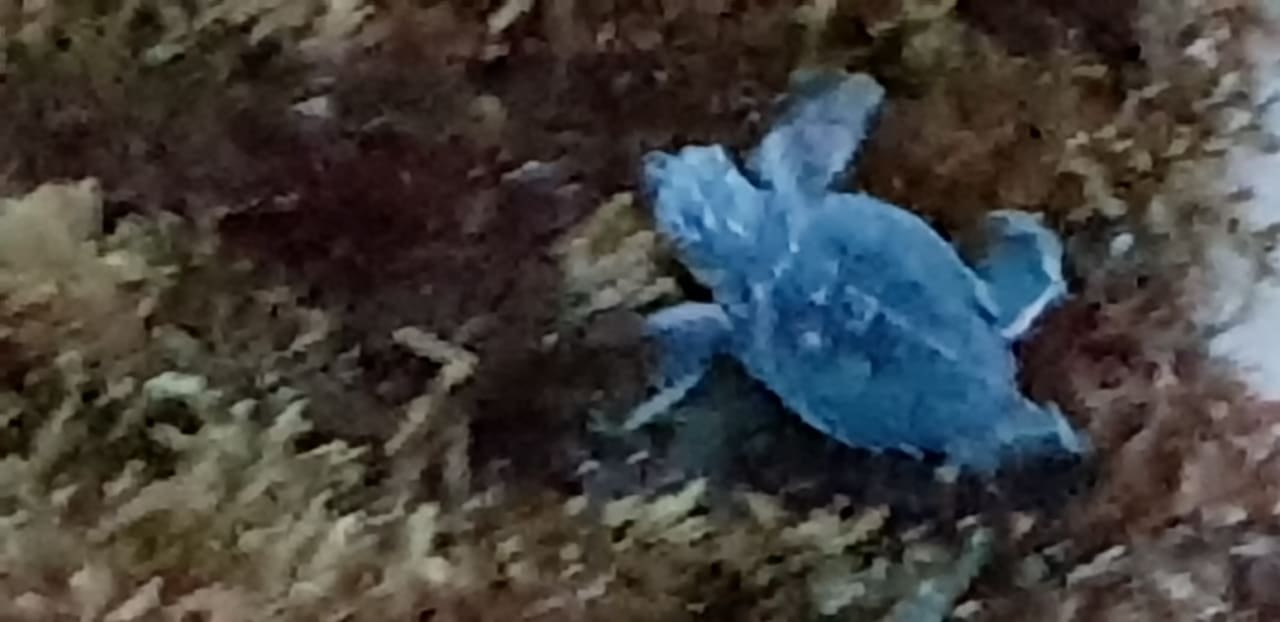 Strand Akumal Bay Beach & Wellness Resort