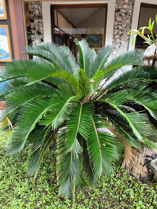 Gartenanlage Kuredu Island Resort & Spa