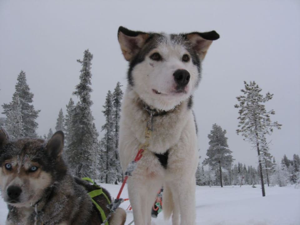 Niva Hotel Harriniva Feriendorf
