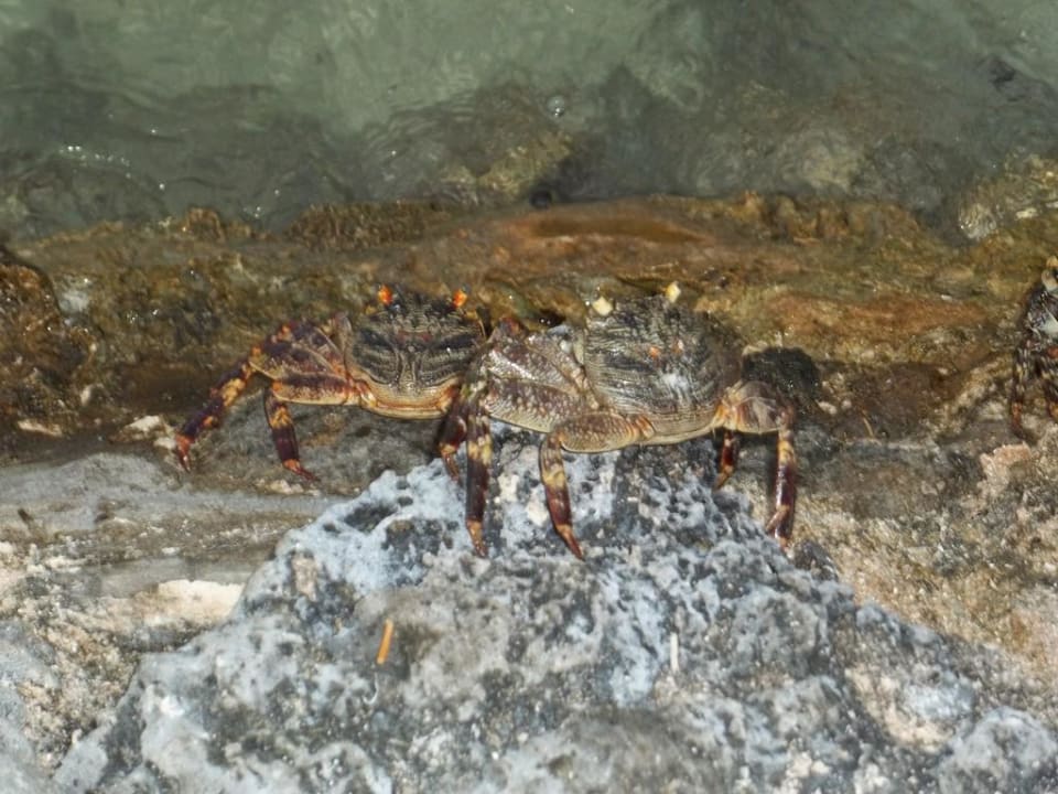 Krebse Adaaran Select Hudhuran Fushi - Premium All Inclusive