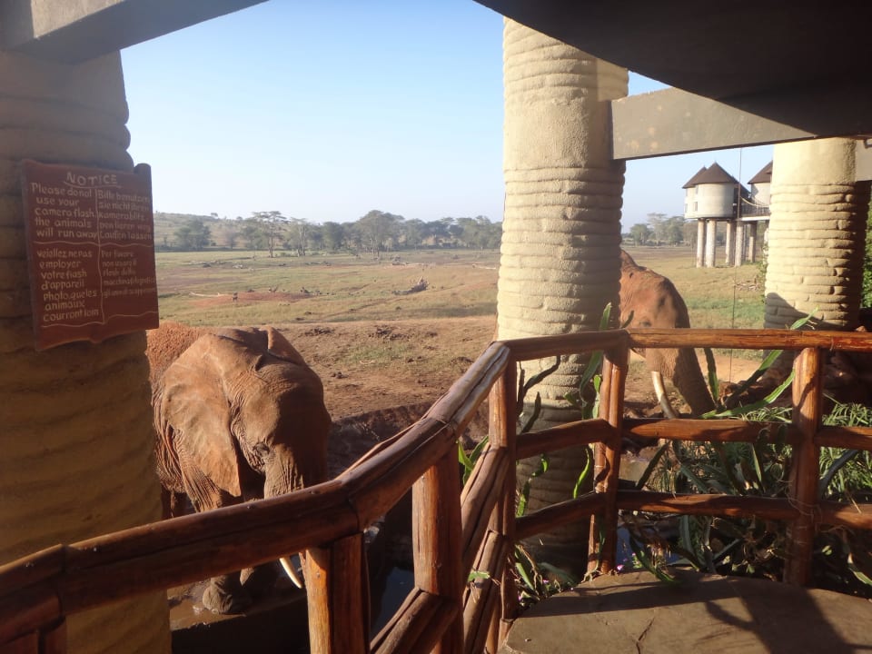 ....zum Greifen nah Salt Lick Safari Lodge