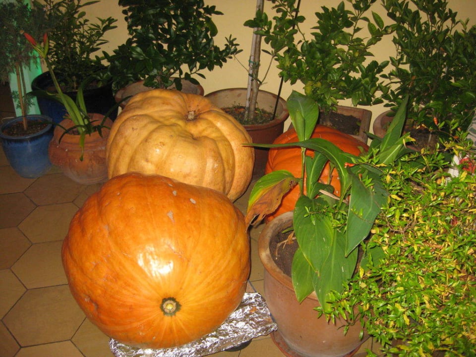 Babys des Herbstes von Robert und Helga Hotel Adler / Gasthof Zum verkauften Großvater