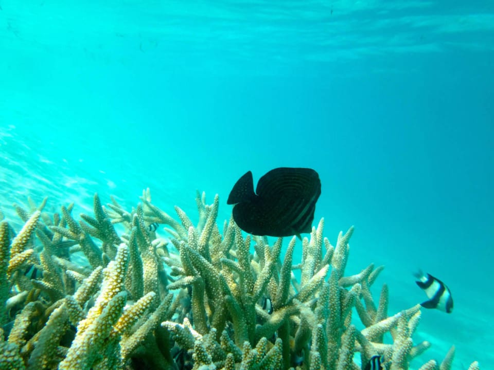 Korallen Cinnamon Hakuraa Huraa Maldives