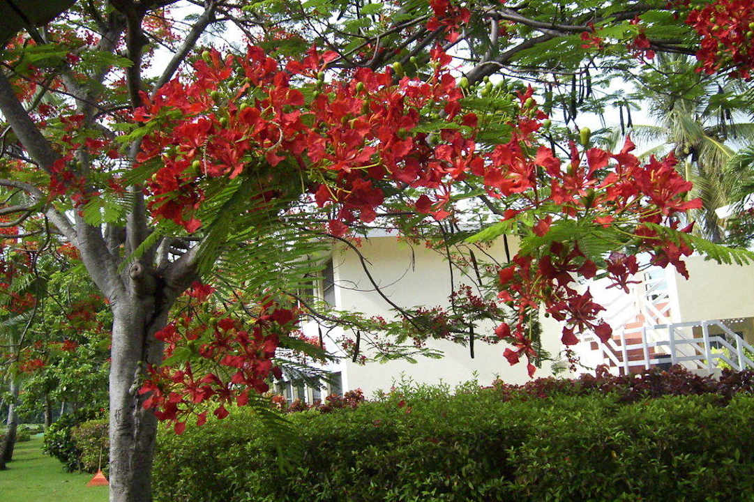 Schöner Baum Grand Palladium Select Bávaro Resort & Spa
