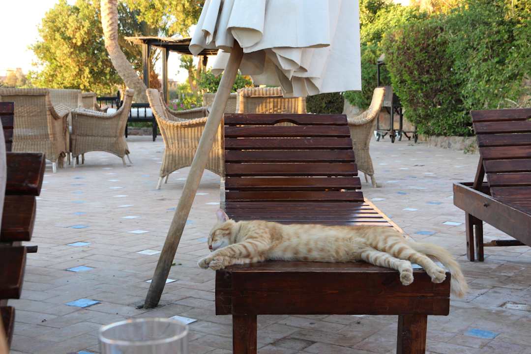 Garfield :D Dawar El Omda - Adults only  (Im Umbau/Renovierung)