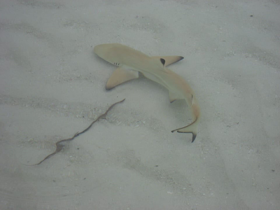 Riffhai Vilamendhoo Island Resort & Spa