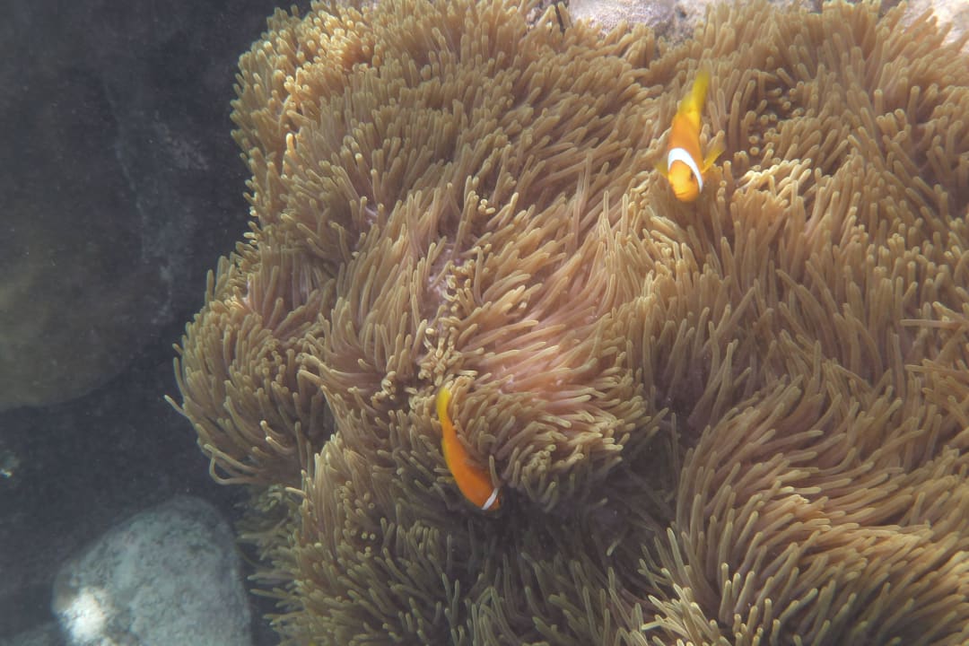 Maledivischer Nemo mit einem Streifen ROBINSON MALDIVES