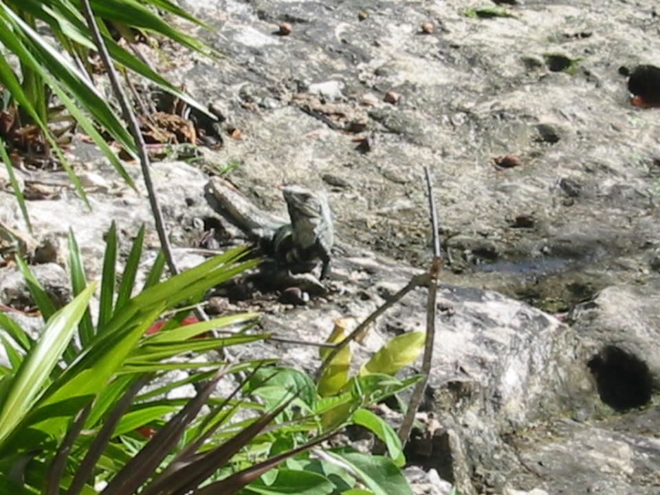 Hotelbewohner... Catalonia Royal Tulum Beach & Spa Resort - Adults only