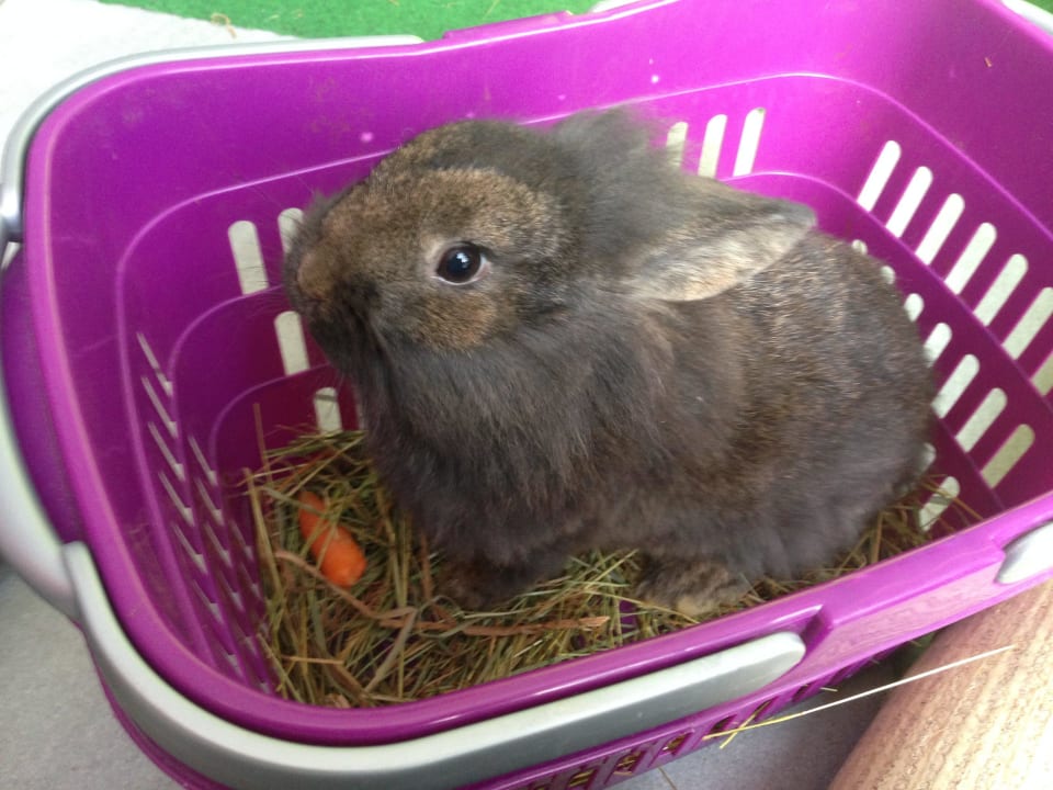 Streichelzoo Hotel NockResort