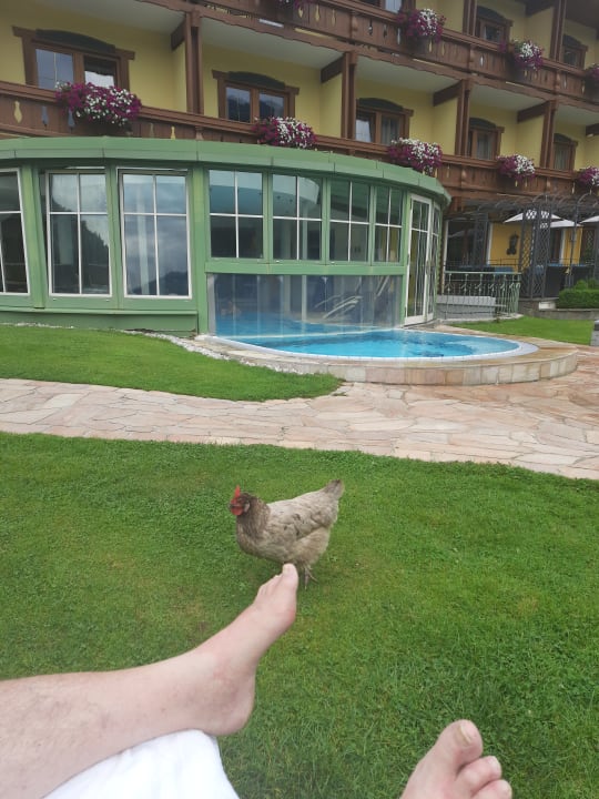 Pool Hotel Ferienparadies Lerch