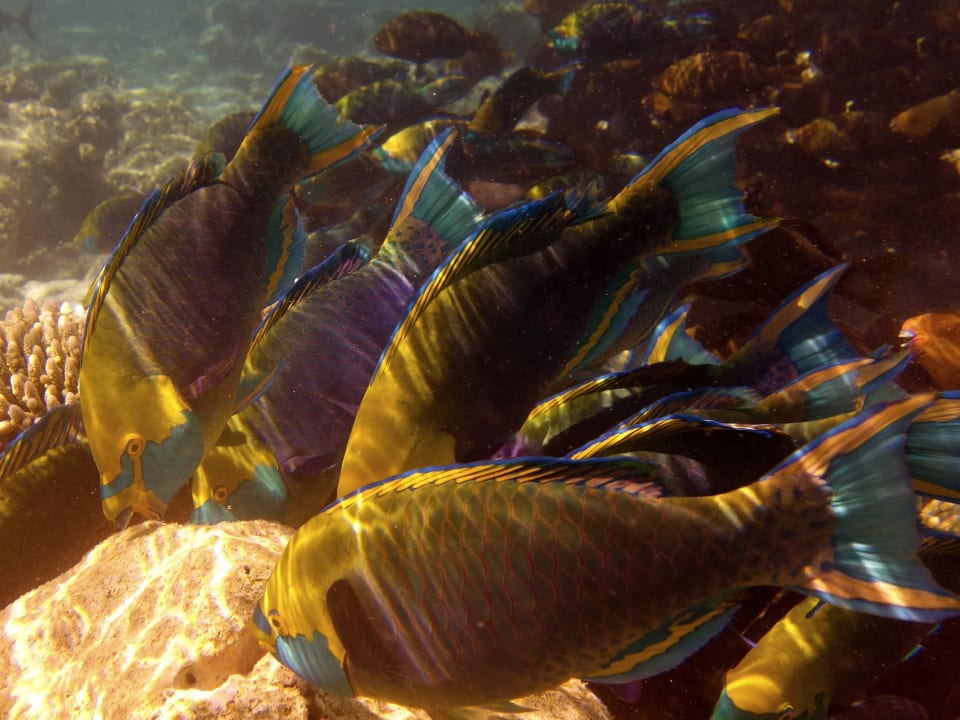 Papageifische bei der Arbeit Diamonds Thudufushi