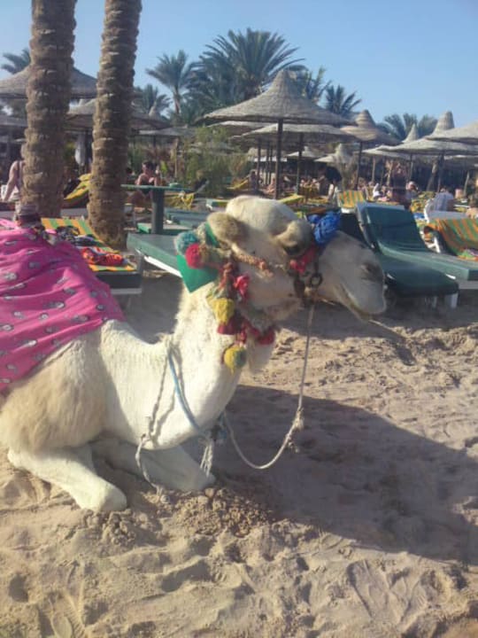 Oskar das Kamel Giftun Azur Resort