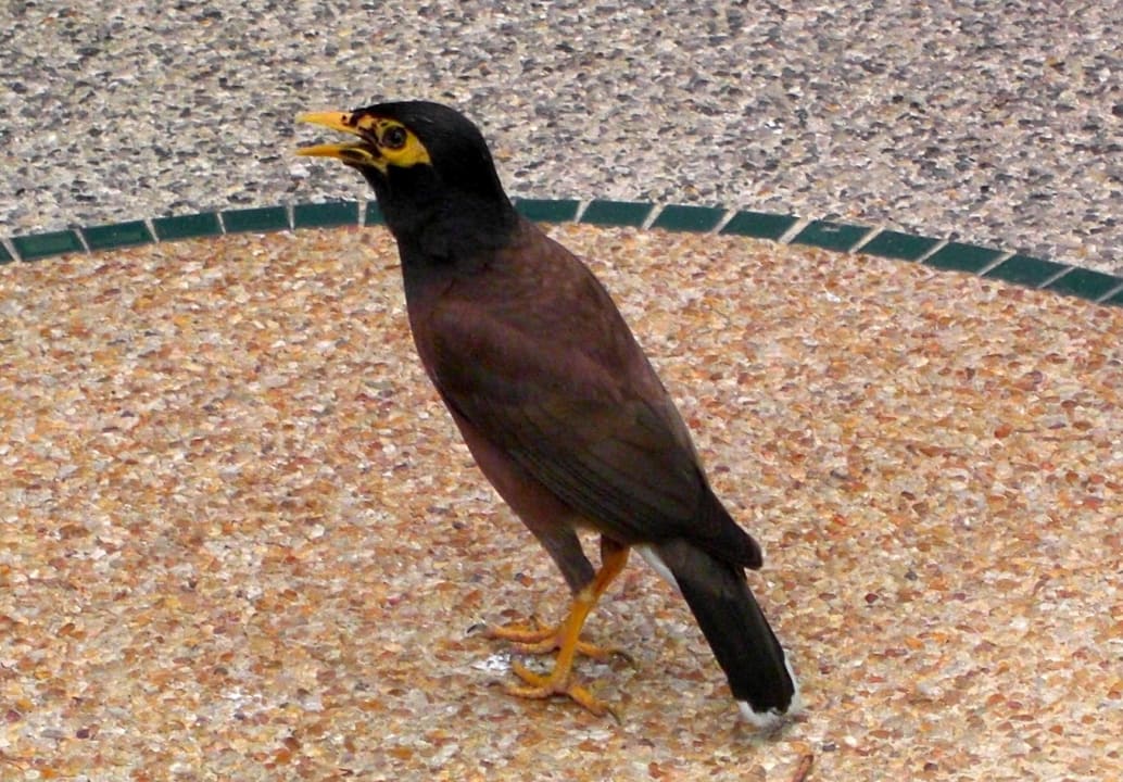 Ein häufiger Zuschauer beim Frühstück Baan Khaolak Beach Resort