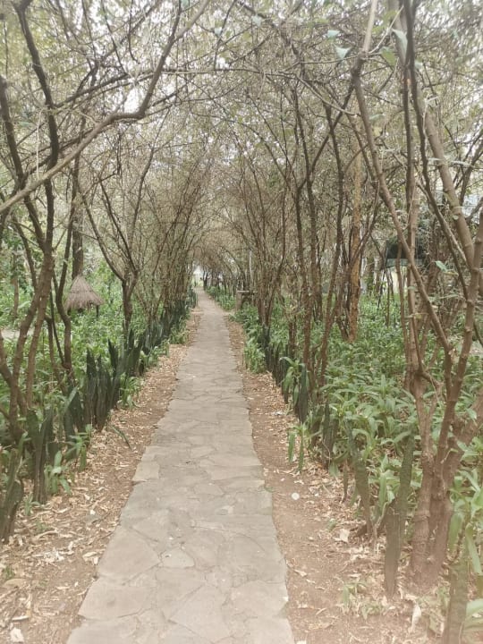 Gartenanlage Aruba-Mara Camp