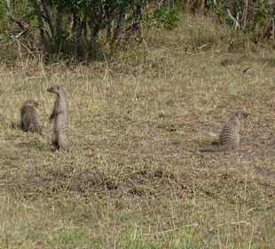 Erdmännchen-Aufpasser