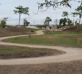 Serenga
