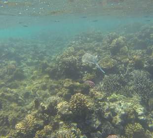 Elegant zieht er davon