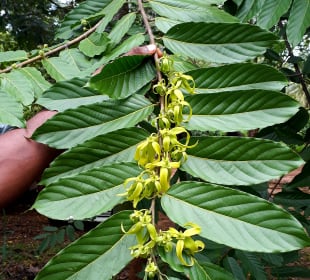 Maganga Spice Farm