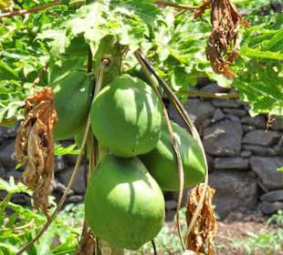 Rundgang über die Fajã dos Padres