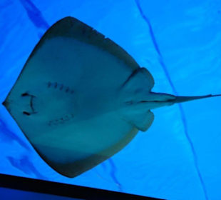 Rochen auf der Acryltunneldecke des Gran Azul 2