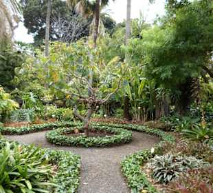 Im Jardín de aclimatación de La Orotava