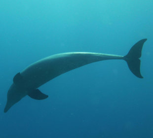 Delfin im Poseidons Garden